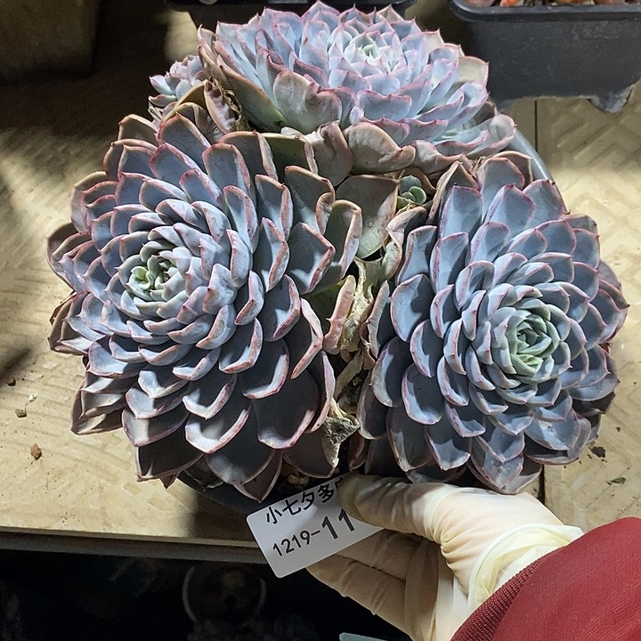 有****小七夕多肉胖虎11