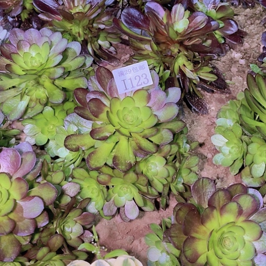 1123黑寡妇多肉植物