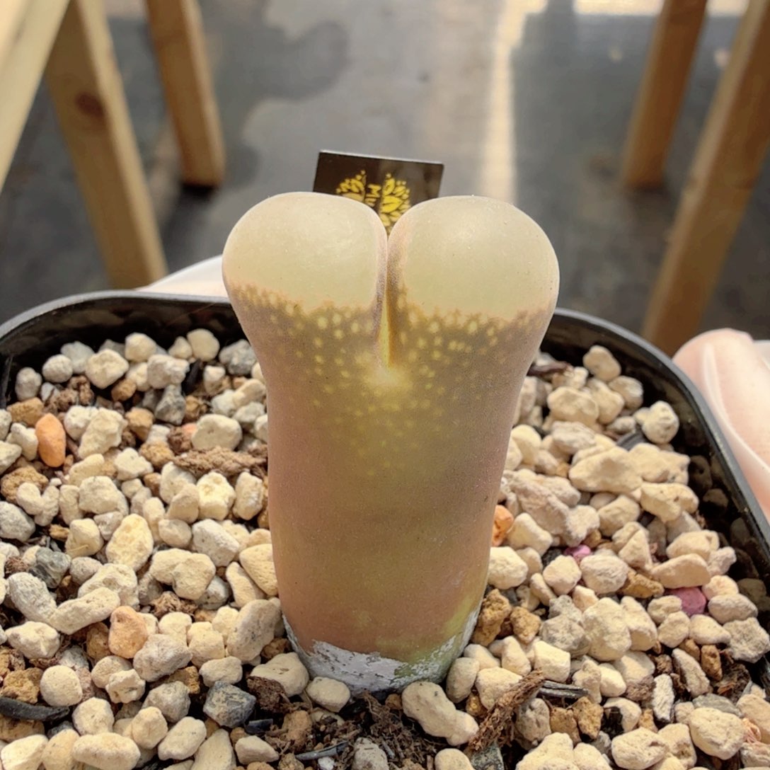 小马哥大型风铃玉 12-28-L13