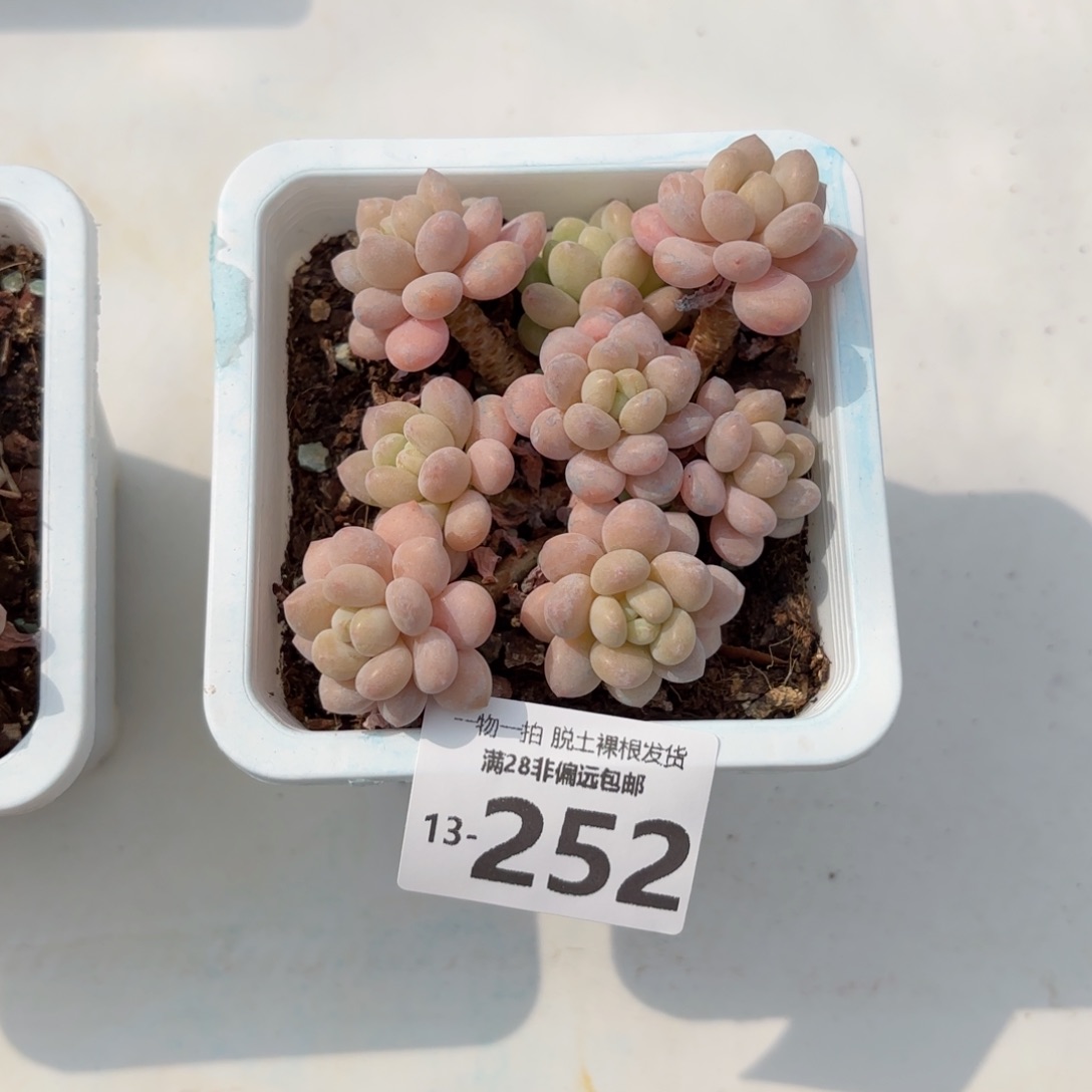 鱼子酱老桩多肉多肉