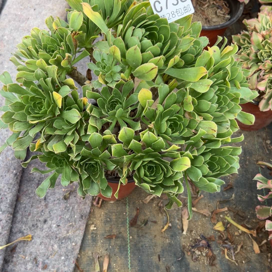 736多肉植物   旅法师