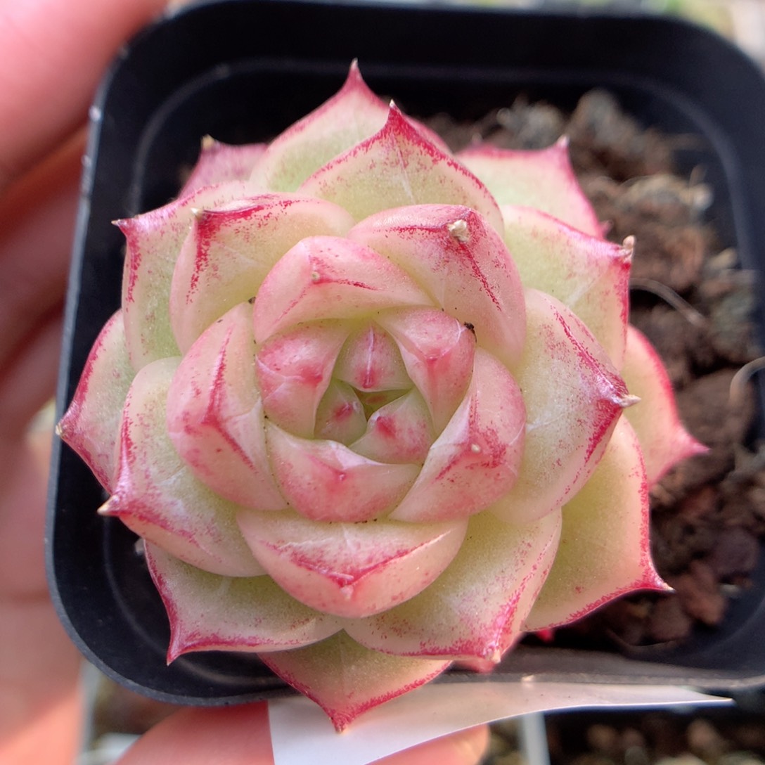 B17山茶花三边线麦杆