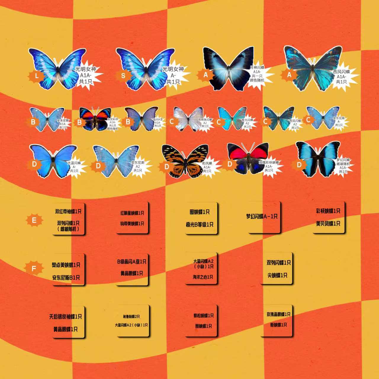 原蝶盲盒-闪闪虫蝶原蝶标本DIY礼物