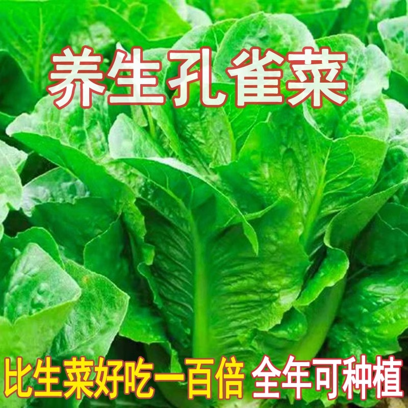 孔雀菜种苗生吃脆甜四季养生生菜小白菜种孑盆栽阳台蔬菜种籽大全
