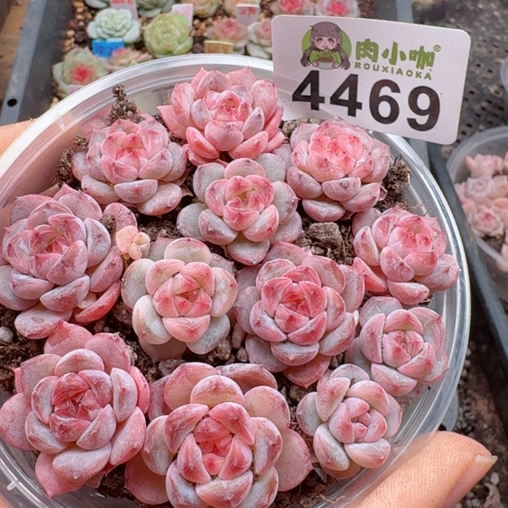 多肉植物多肉植物