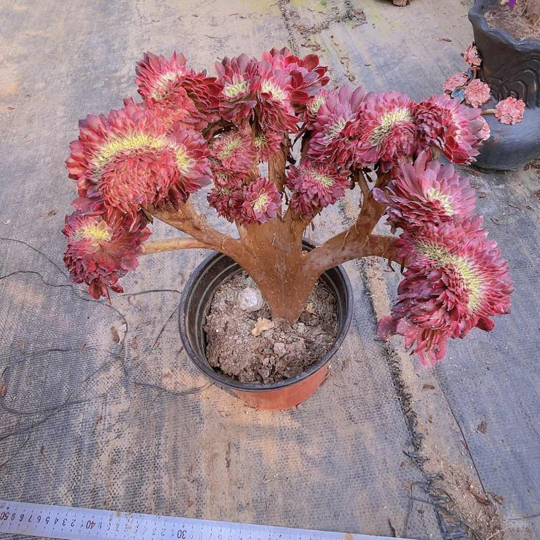 【闪购商品】无花朵张*君超白