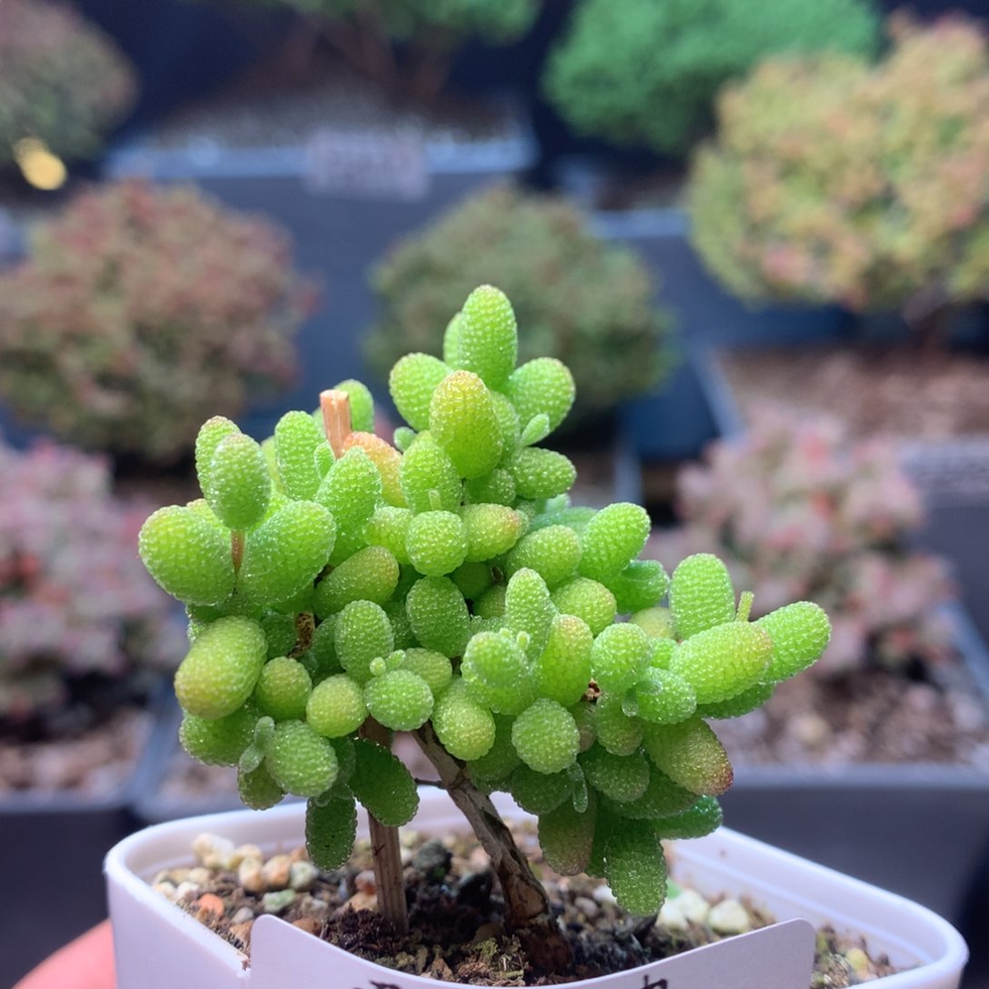 c282金桔枝干番杏