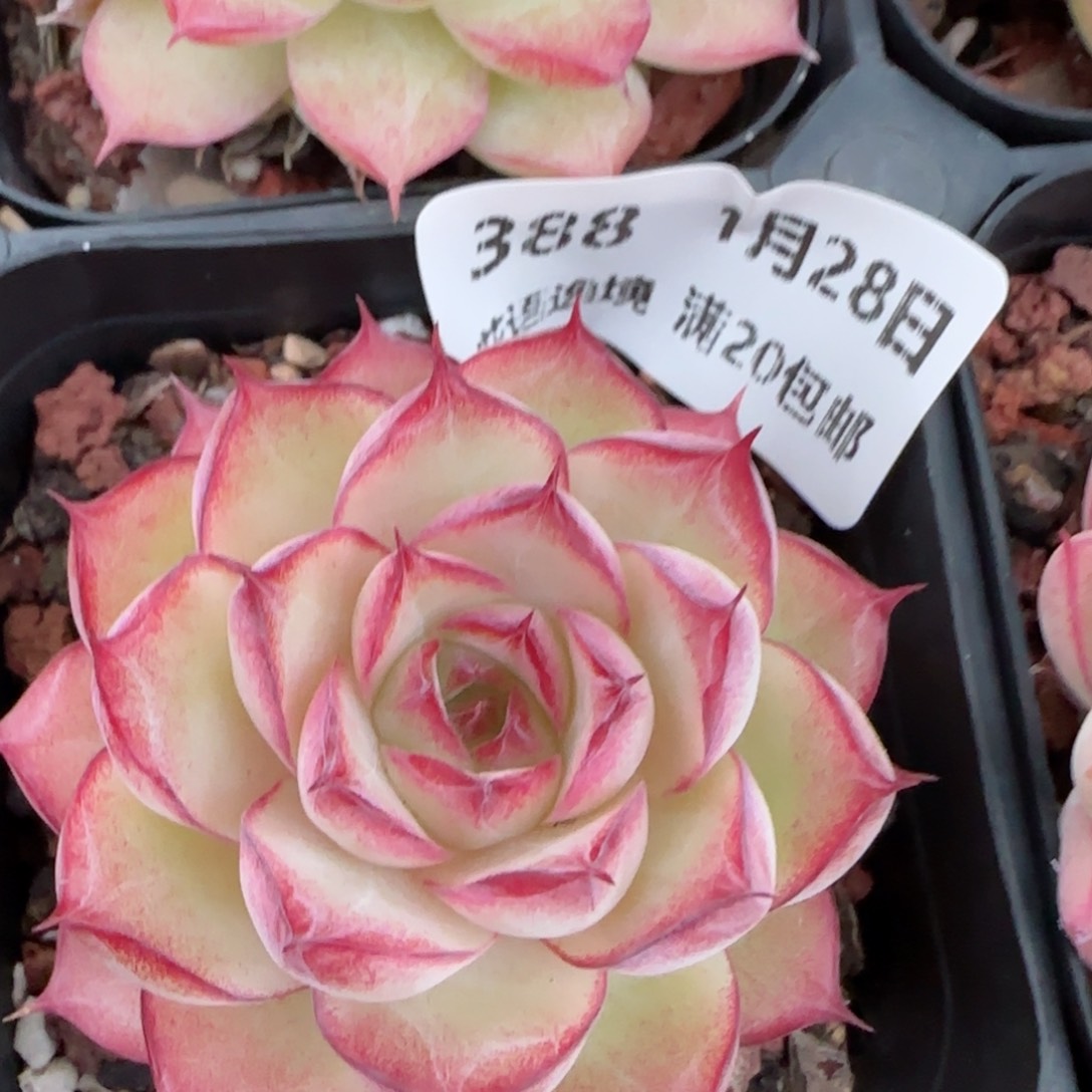 花语逸镜0128-388