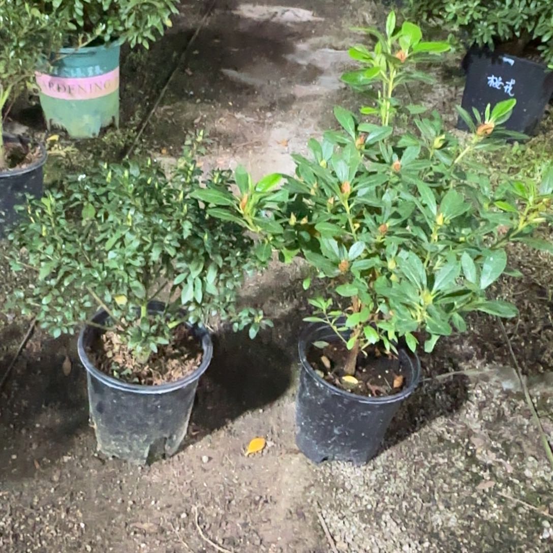 王***婕完全开放桃梅锦 菊姬 