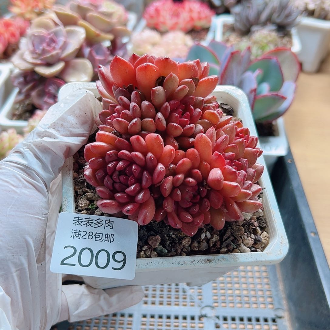 多肉一物＿拍2009