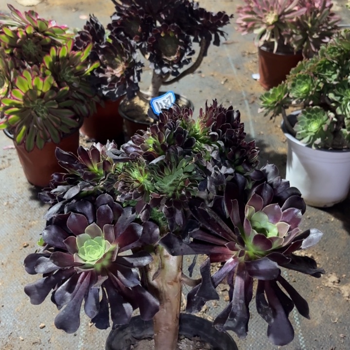 绿欧缀1187一物一拍多肉