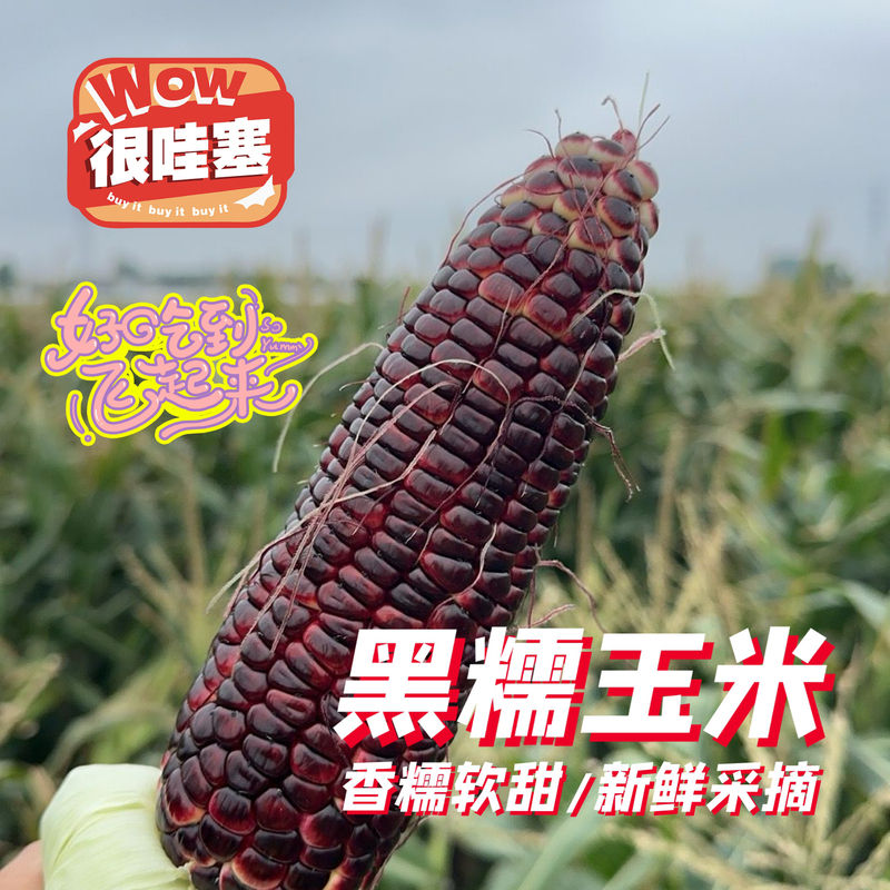 【极撰S】上海本地 黑糯玉米 软糯香甜 很香 吃一口停不下来G新鲜黑糯玉米上海市