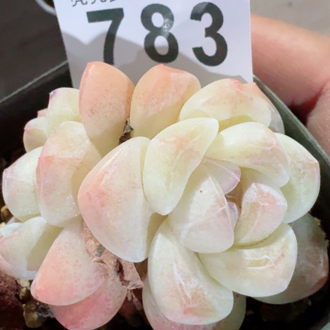 开播福利捡漏随单发满58包邮