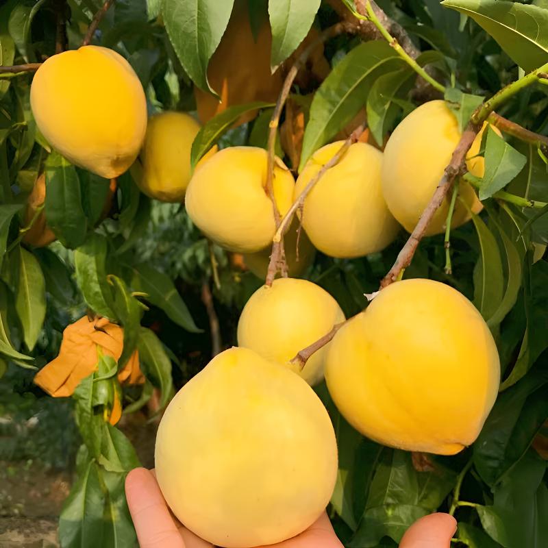 桃树果苗嫁接桃树苗南方北方种植黄桃树水蜜桃地栽冬桃苗盆栽地栽