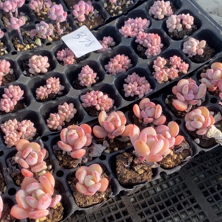 泡***泡378 多肉植物盆栽花卉