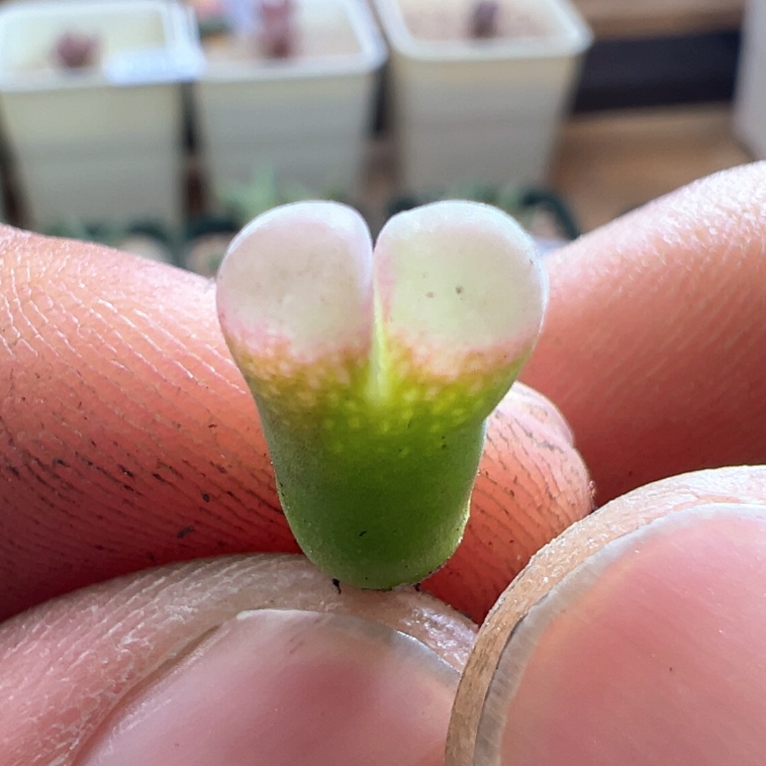 388优选春见小母本