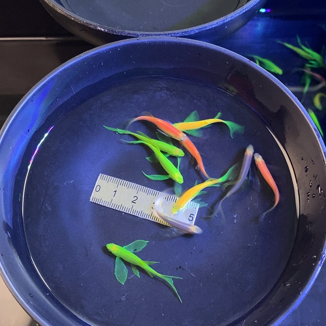 斑马鱼蝶翼种鱼4色混搭8个➕2备损共10个