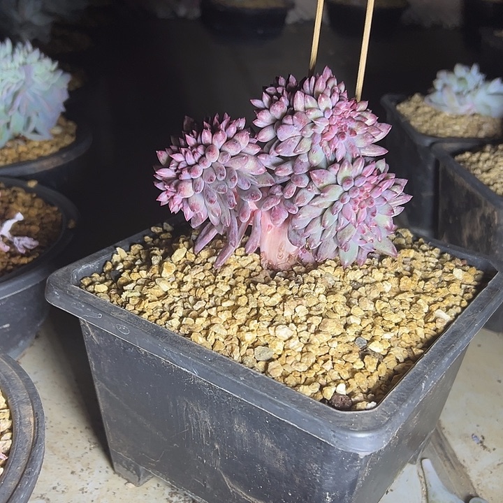 车厘子群生缀化多肉