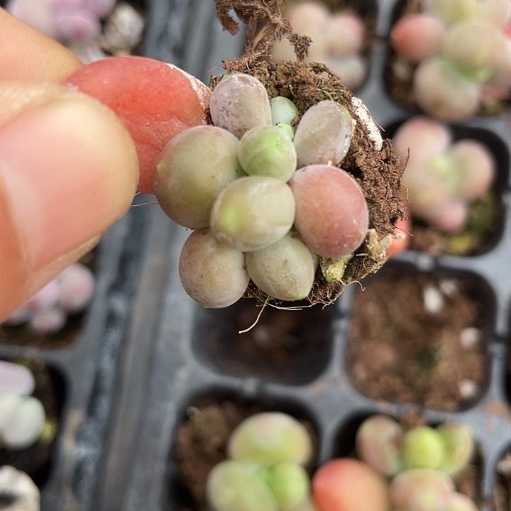 芒果奶随机发满18包邮