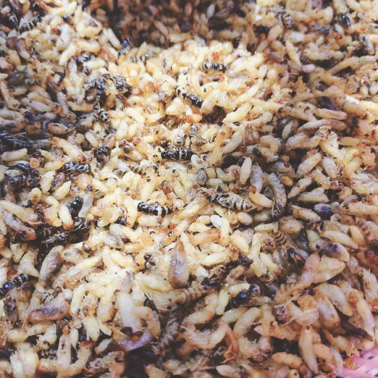 油炸小青米蜂蜂蛹1234级纯菜籽油现炸顺丰空运发
