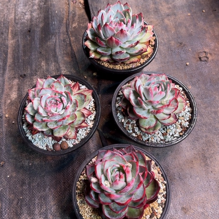 拉丝惊鸿多肉植物98一个