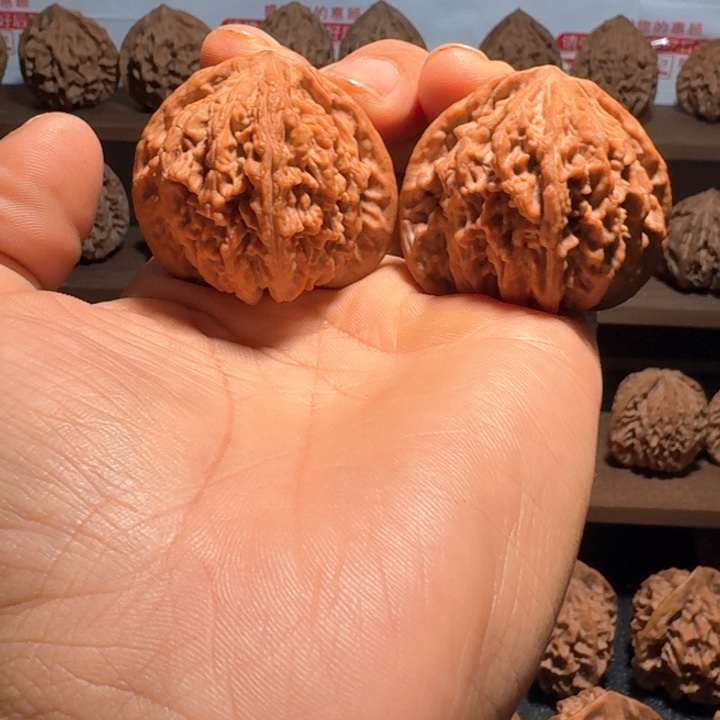 依***你秦岭野生流星雨狮子头