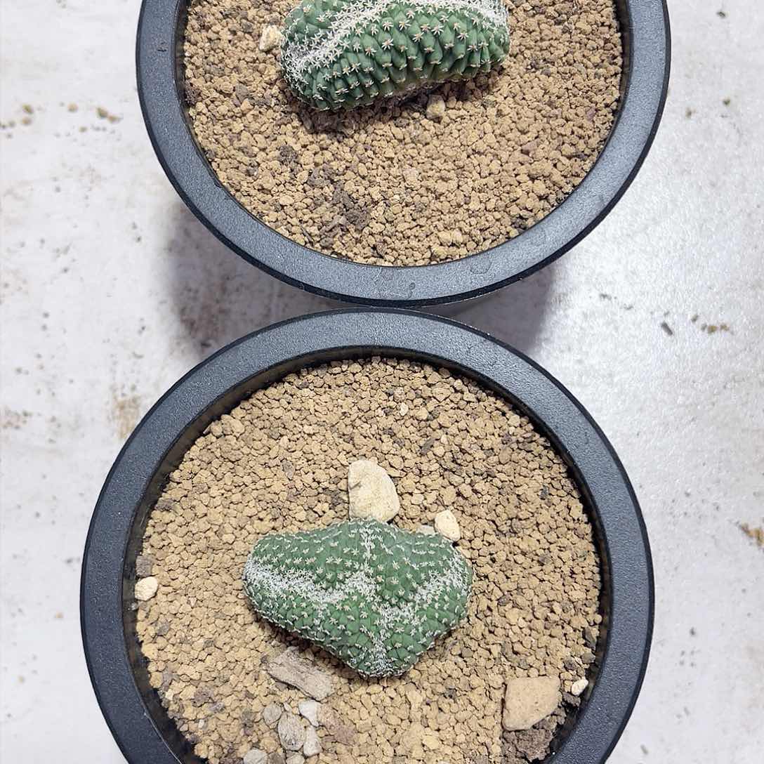 实生菊水缀化两颗