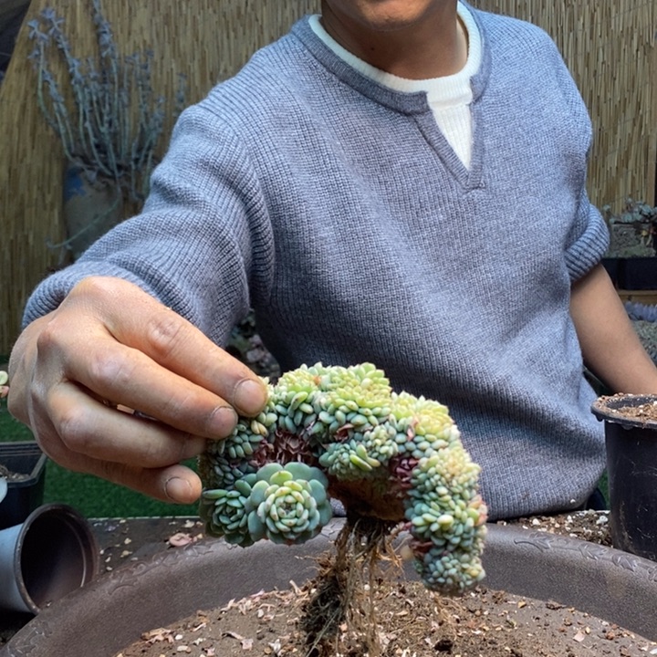 阿***露239号白胖子多肉植物