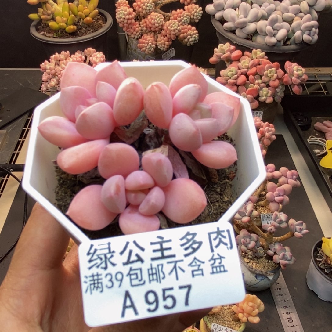 957粉桃花多肉5c m