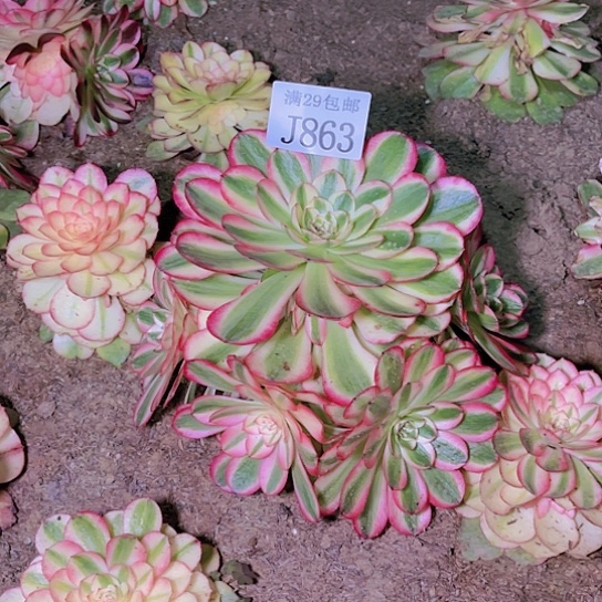 863倾城多肉植物