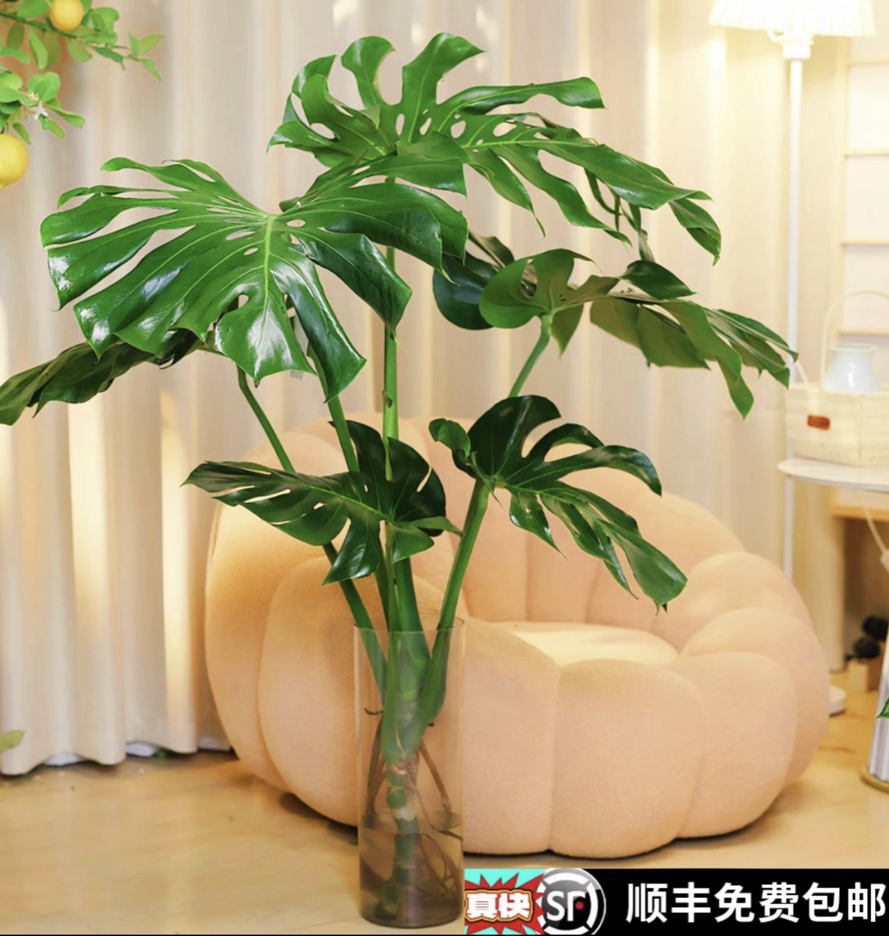 【老桩龟背竹】顺丰上门大型绿植保4片叶单杆龟背竹水培室内观赏
