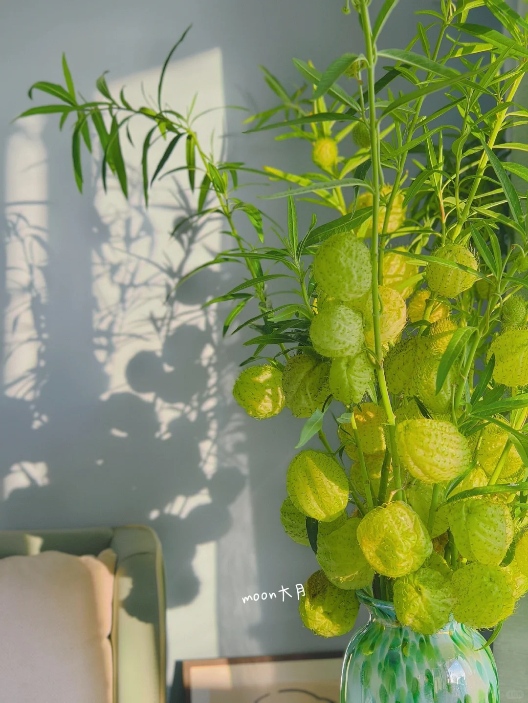 【向日必养 糖棉】云南鲜花基地直发高品质客厅插画花