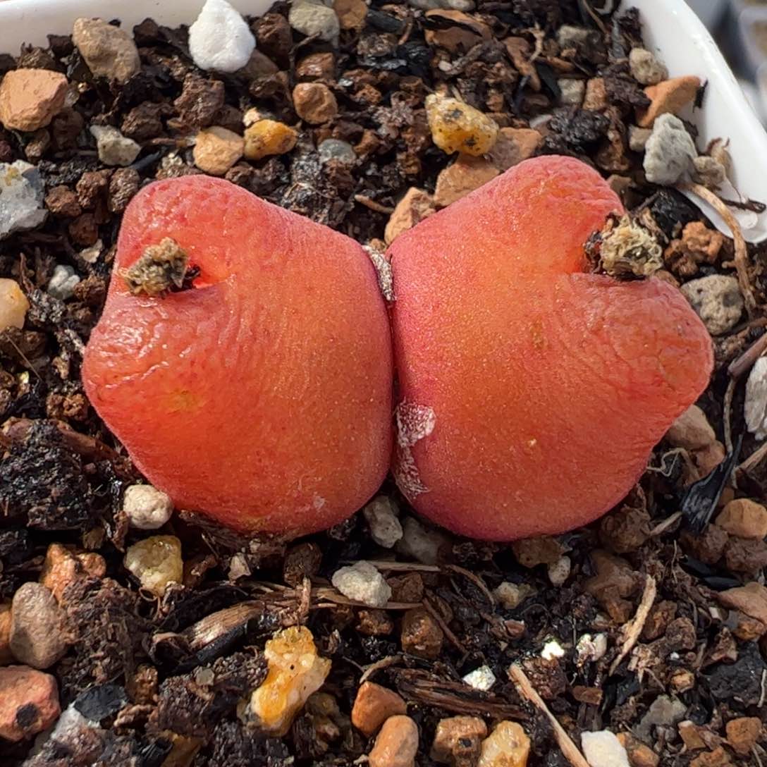 662多肉植物组合