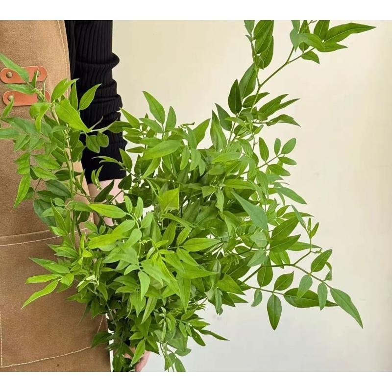 【九星叶】云南基地直发顺丰冷链包邮到家