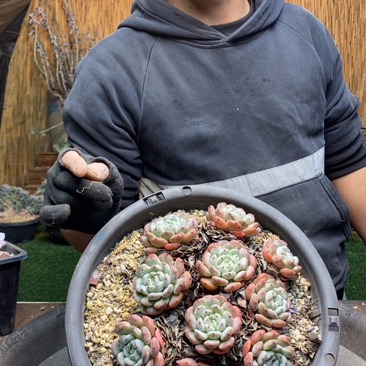 杨***洋280号雪爪多肉植物