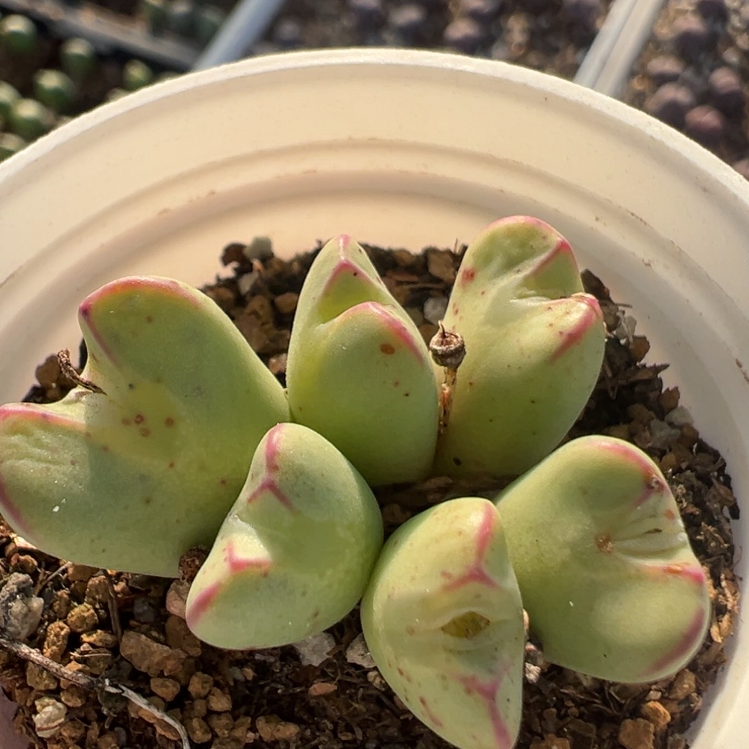 124多肉植物百科知识