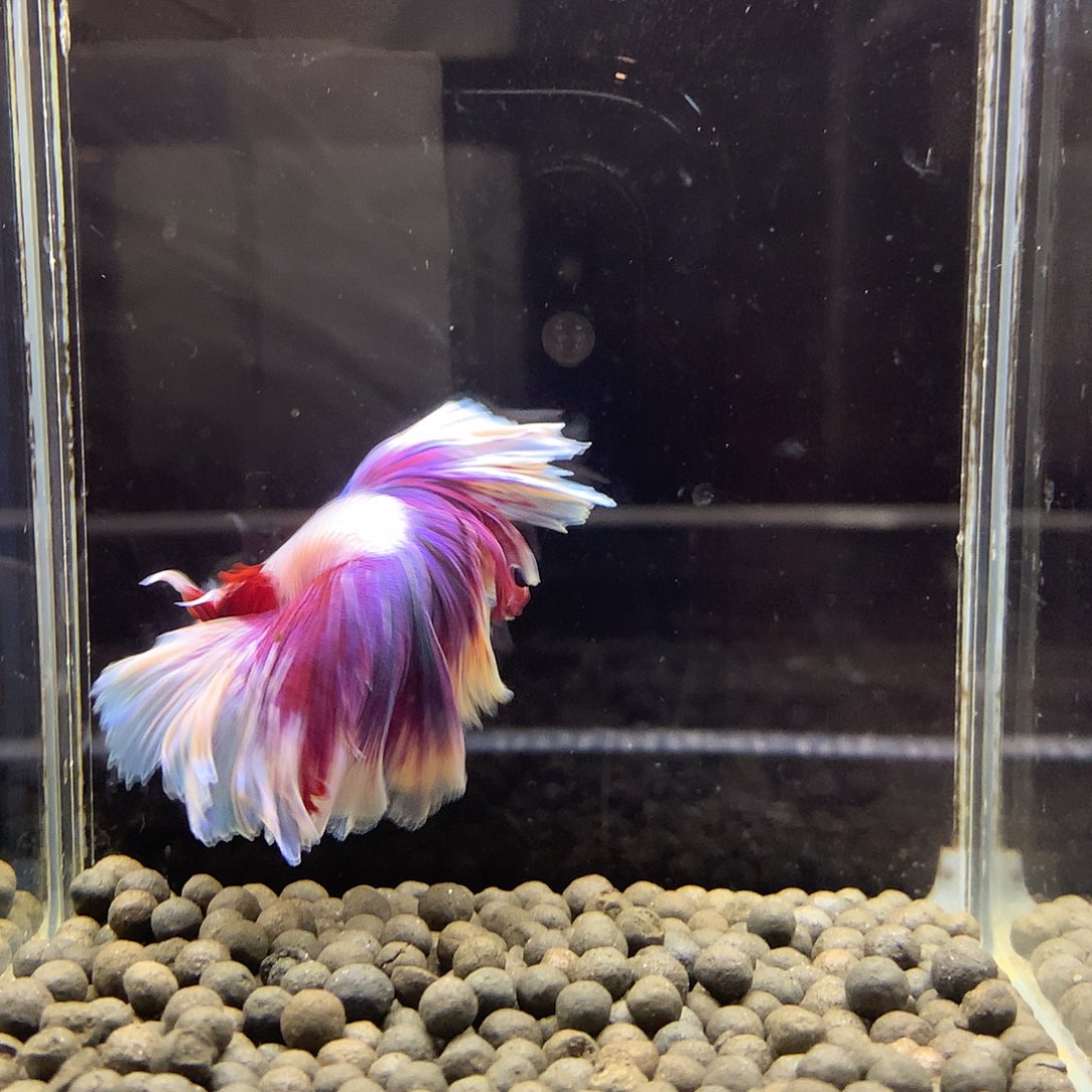 海水鱼七弟泰国斗鱼132