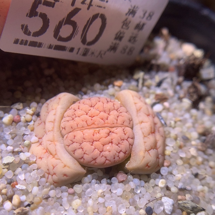 精品生石花214.560