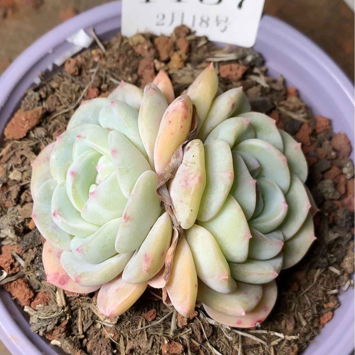 【闪购商品】云1137