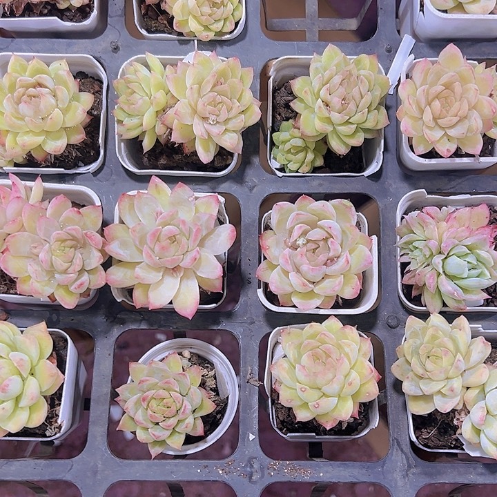 粉色女王精品多肉植物