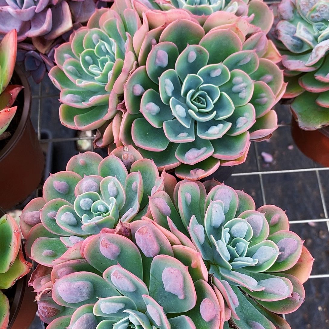 雨滴三头起发精品特价