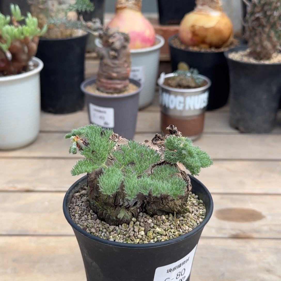 80枯木洋葵不带盆