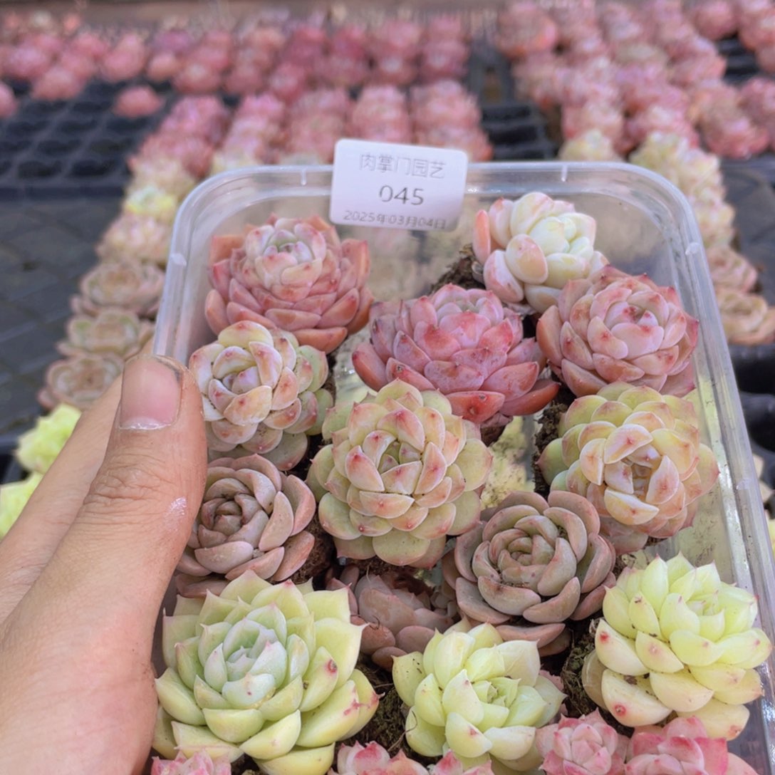 开心快乐幸福045