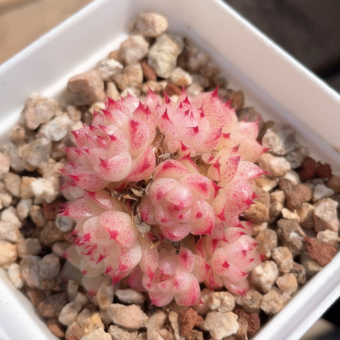 优选麦秆福利132