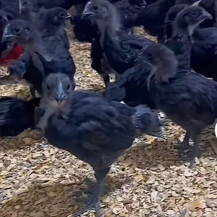 散养五黑鸡肉质紧实黑毛黑皮黑骨黑肉黑内脏包邮