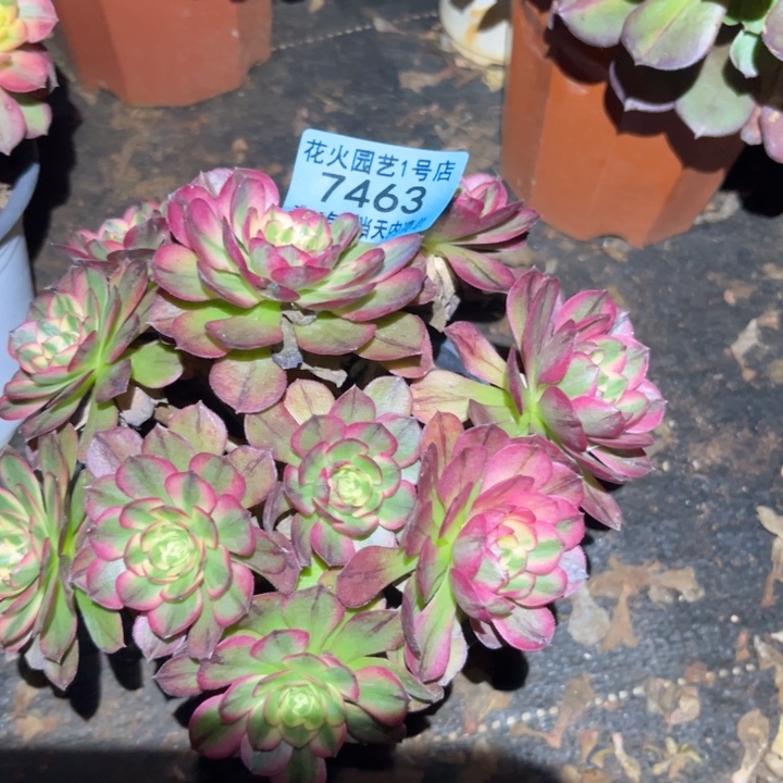 海王7463多肉植物