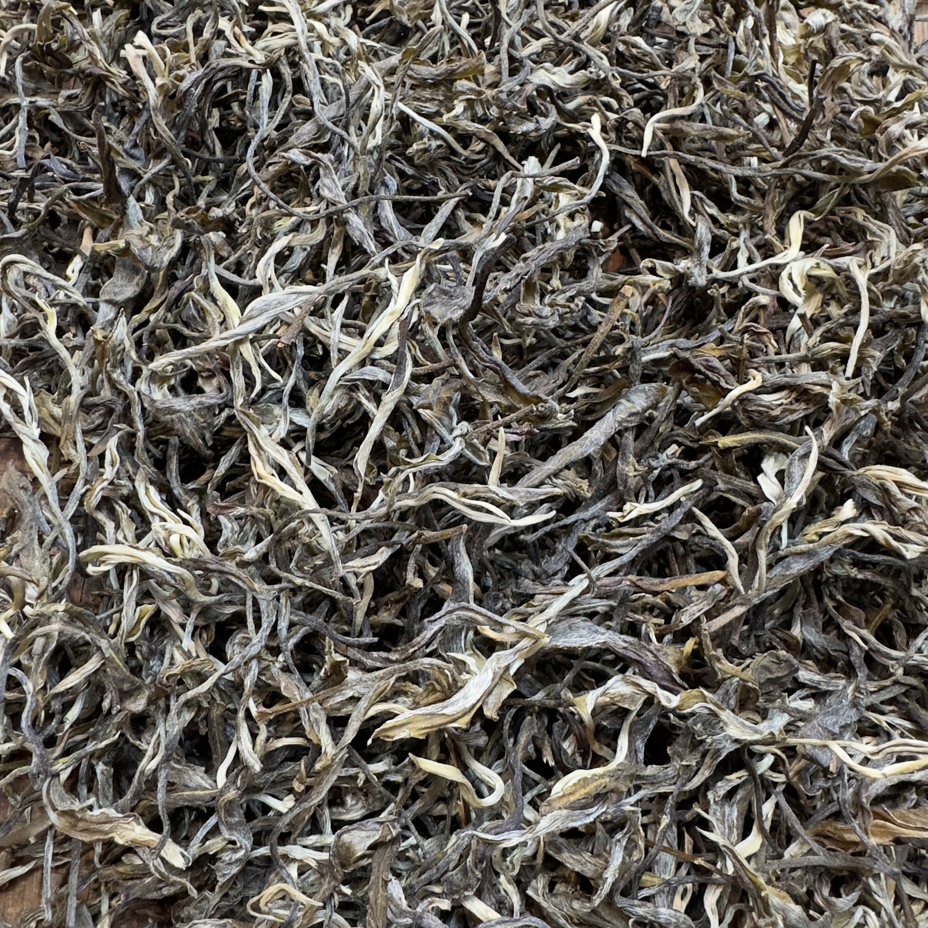 云南普洱茶2025年昔归单株古树生茶散料1kg