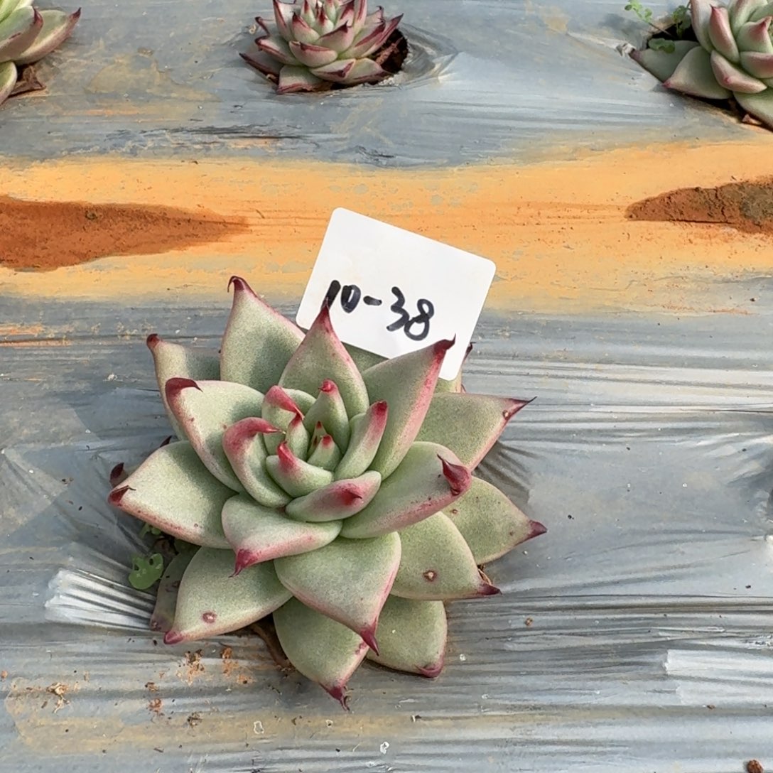 10-38龙抓东云一颗量拍