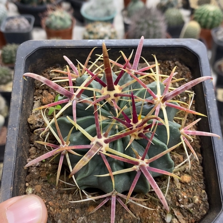 实生宽刺日出特价2