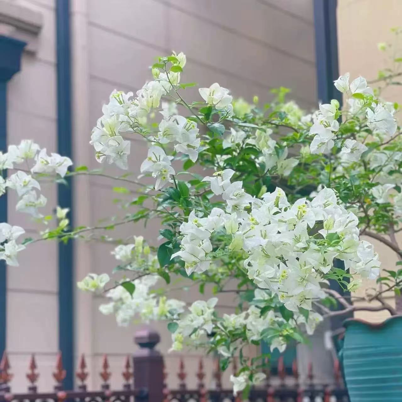 【白雪公主】三角梅四季勤花丰花（收到落花掉叶，光杆属正常不售后 ）
